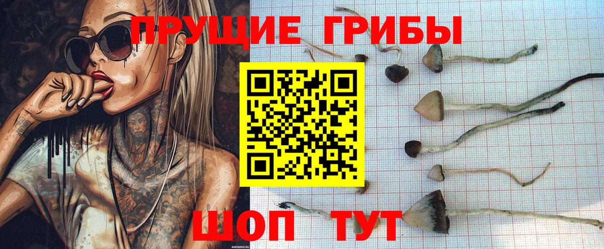 Псилоцибиновые грибы мухоморы  Нижнеудинск  Псилоцибиновые грибы Cubensis 